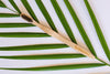 EcoShack Bamboo Travel Toothbrush - EcoShackNZ
